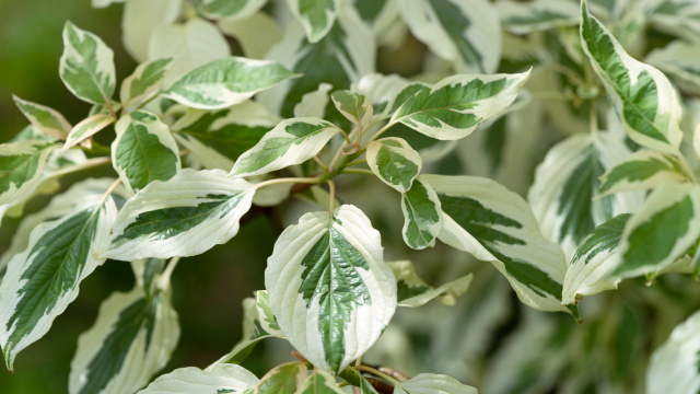 Keře okrasné listem