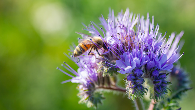 Osivo pro zvířata a medonosné