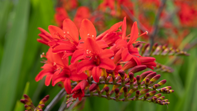 Ostatní jarní cibuloviny