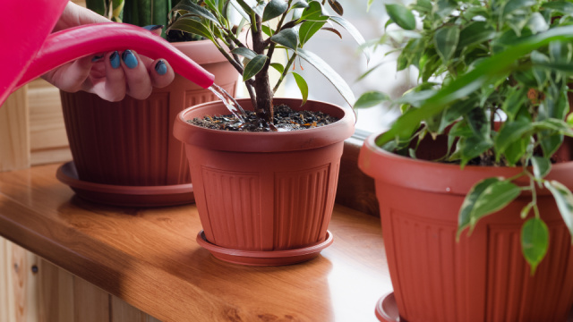 Plastové květináče