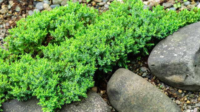 Půdopokryvné jehličnany