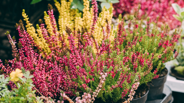 Vřesovištní rostliny