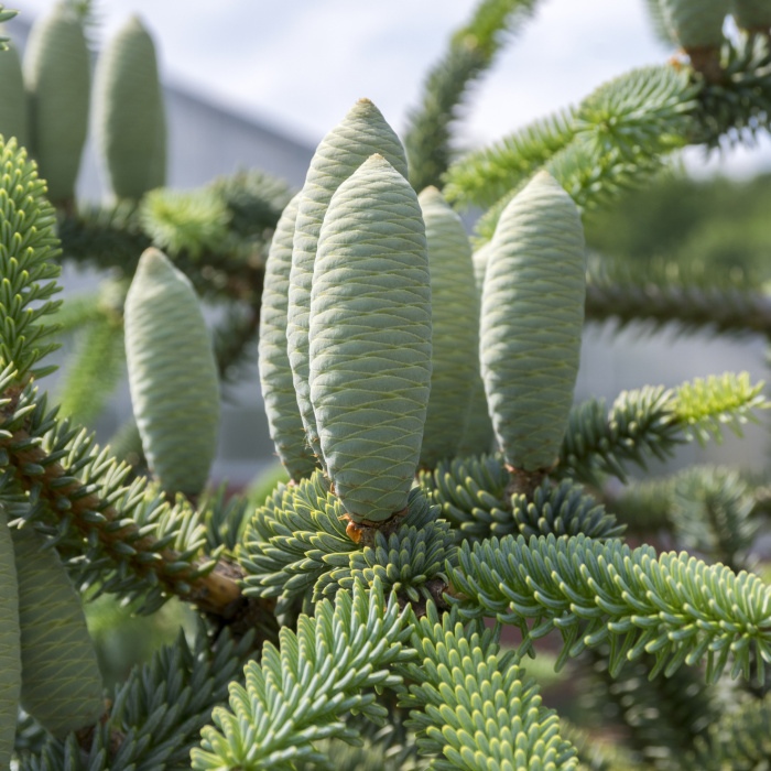 Zakrsle rostoucí jehličnany - Abies pinsapo 'Fastigiata'