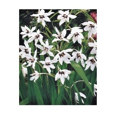 Cibuloviny - Acidantera, Habeššký mečík 10ks