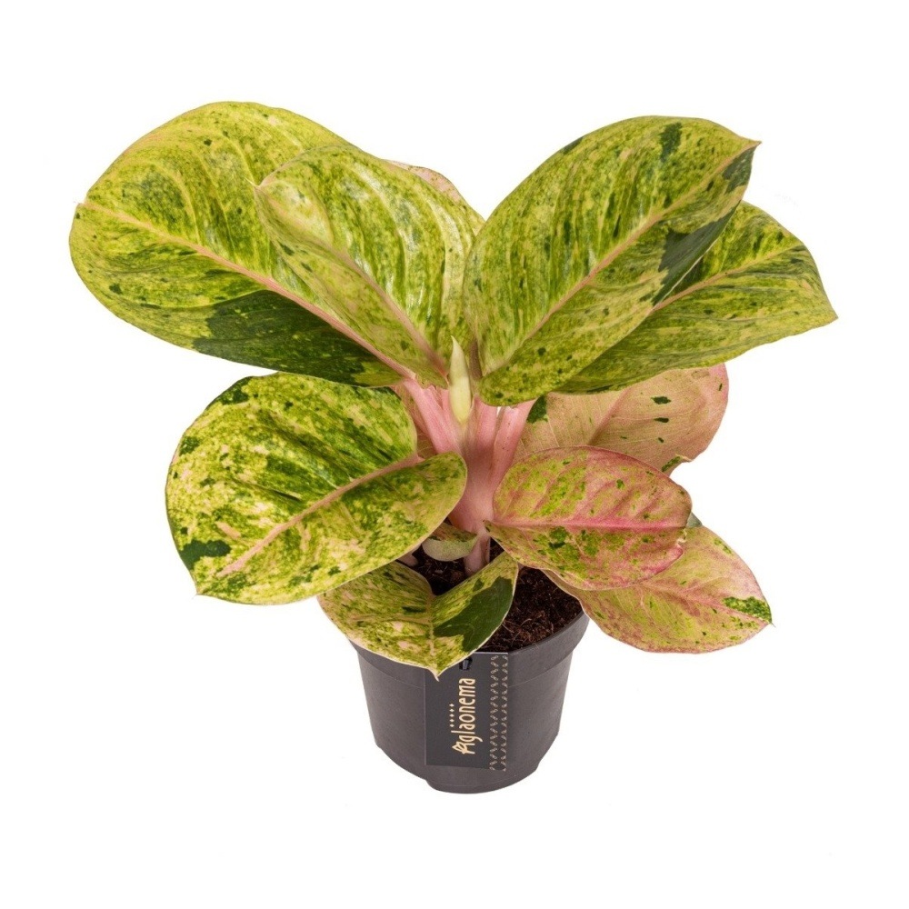Pokojové rostliny okrasné listem - Aglaonema Apple Fantasy květináč 12cm