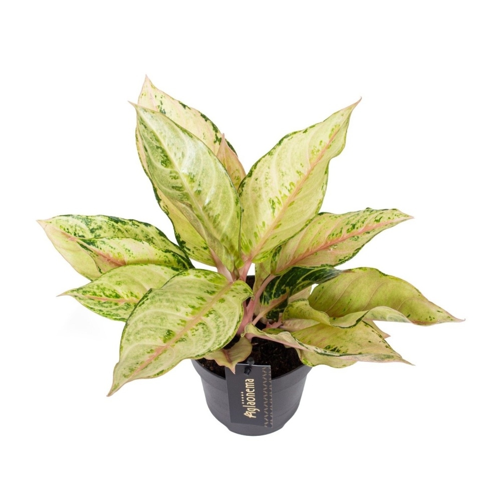 Pokojové rostliny okrasné listem - Aglaonema Chartreuse Pretty květináč 12cm