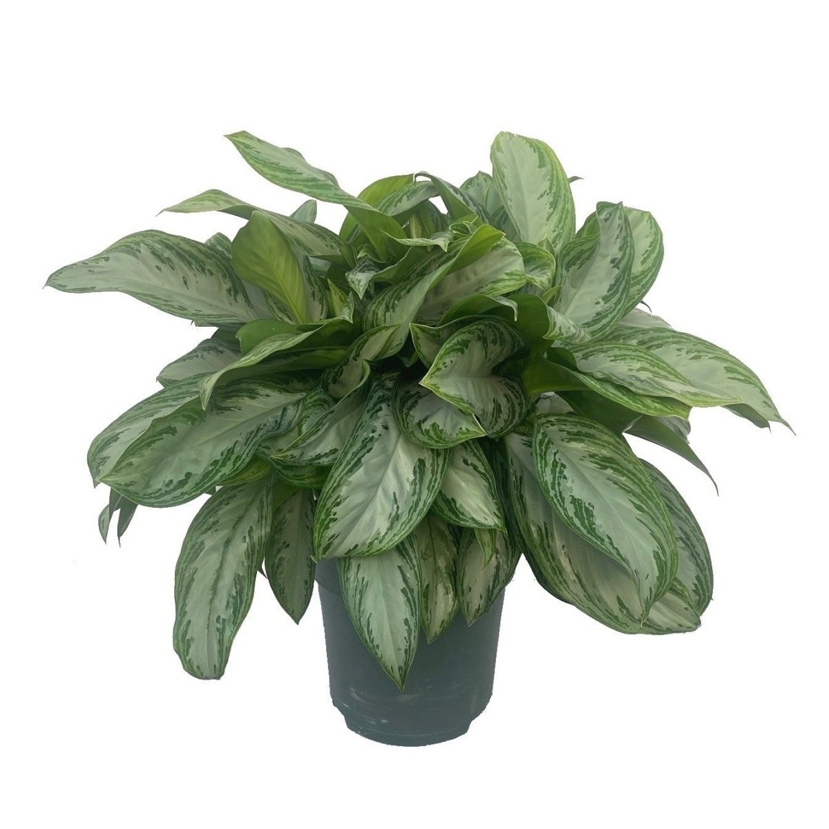 Ekologicky pěstované pokojové rostliny - Aglaonema Silver Bay hydroponický květináč 27cm