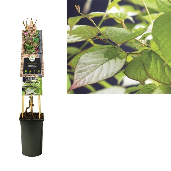 Rostliny - Aktinídie kolomikta 2,25 litru