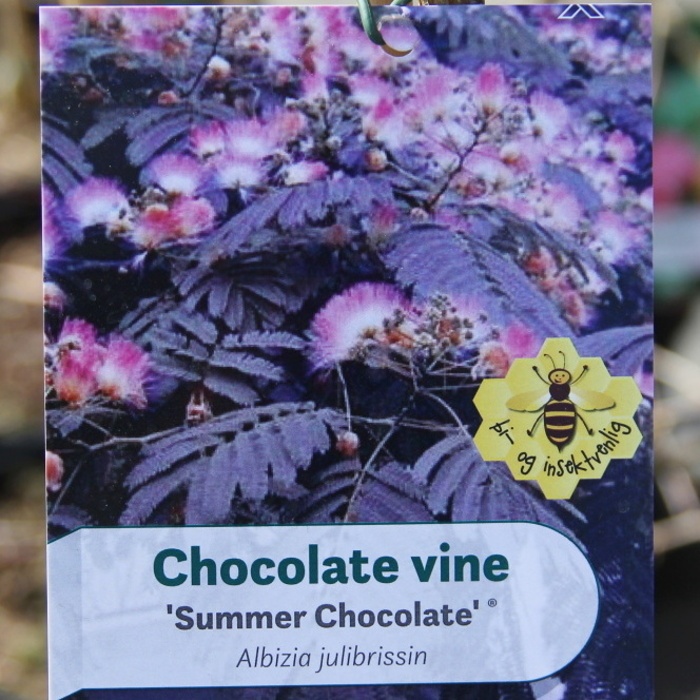 Rostliny - Albízie 'Summer Chocolate' květináč 6 litrů
