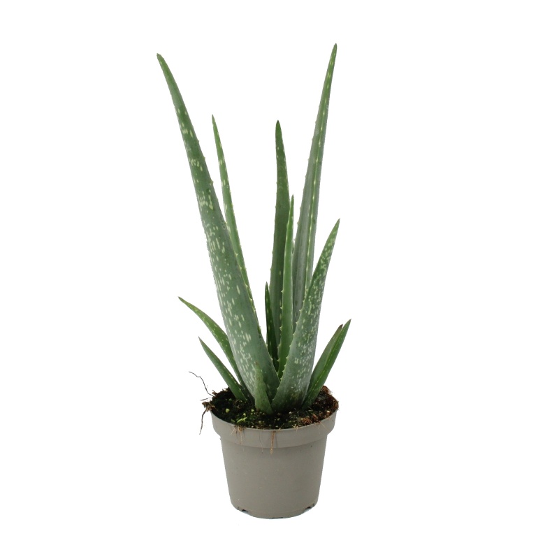 Kaktusy a sukulenty - Aloe vera 12cm květináč