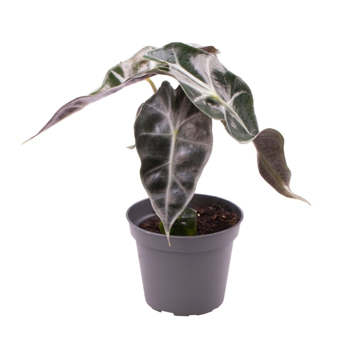 Pokojové rostliny okrasné listem - Alokázie 'Curly Bambino' květináč 6cm