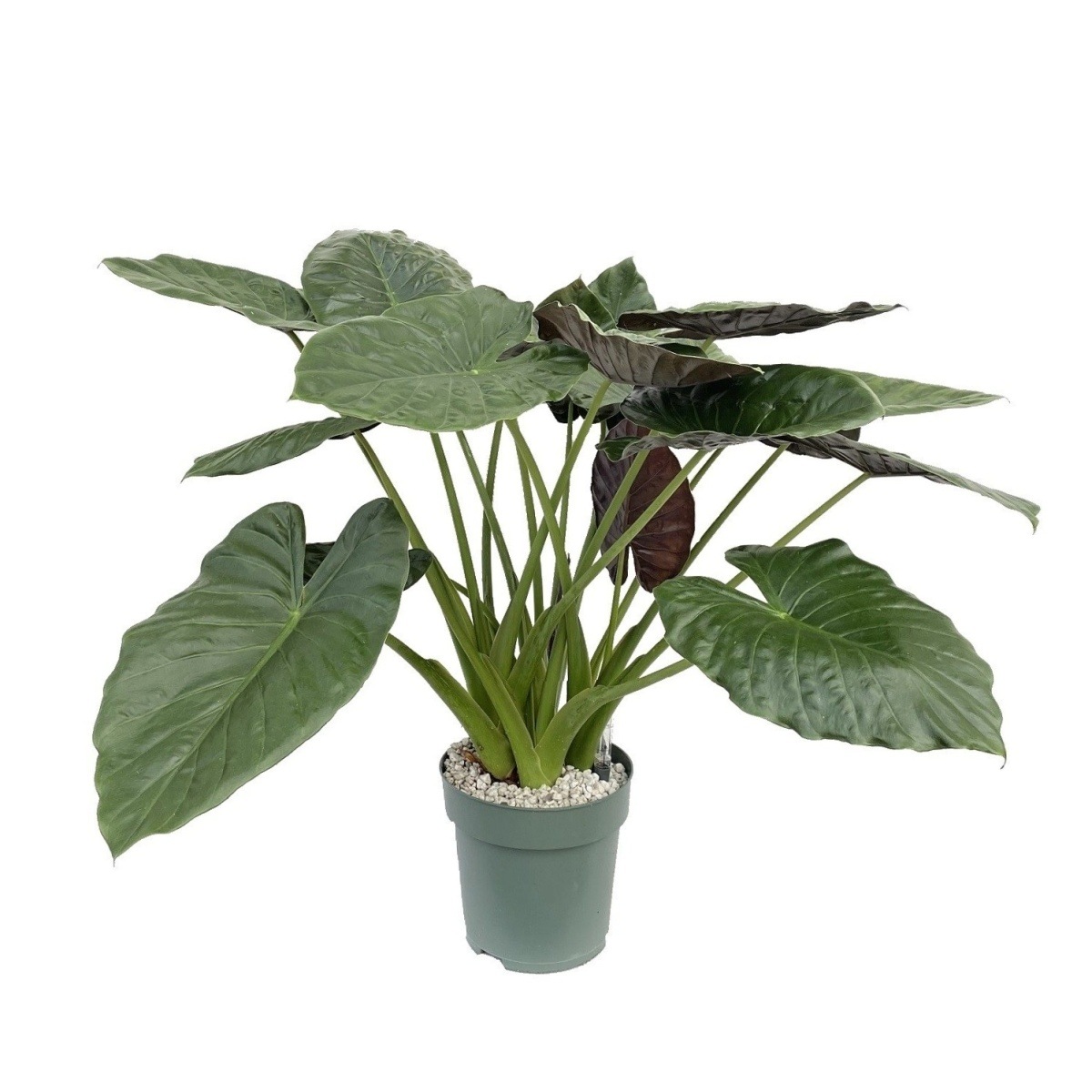 Ekologicky pěstované pokojové rostliny - Alokázie hydroponický květináč 30cm