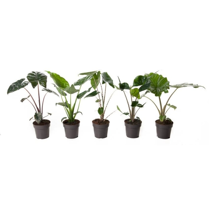 Alokázie MIX květináč 6cm-0