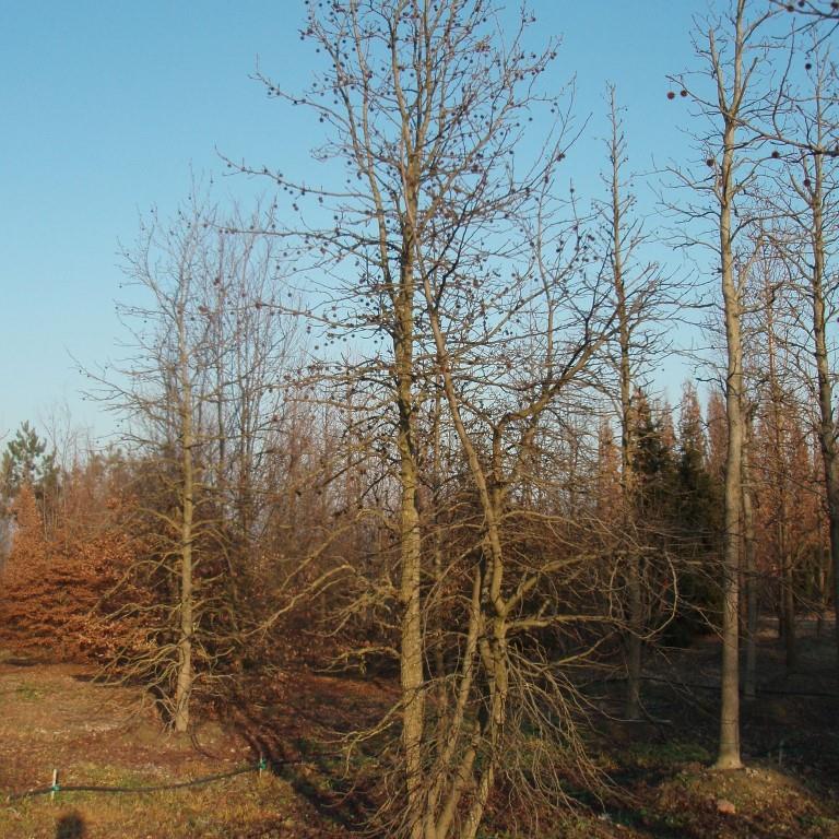 Ambroň západní květináč 10 litrů, výška 80/100cm, větve od spodu, strom-2
