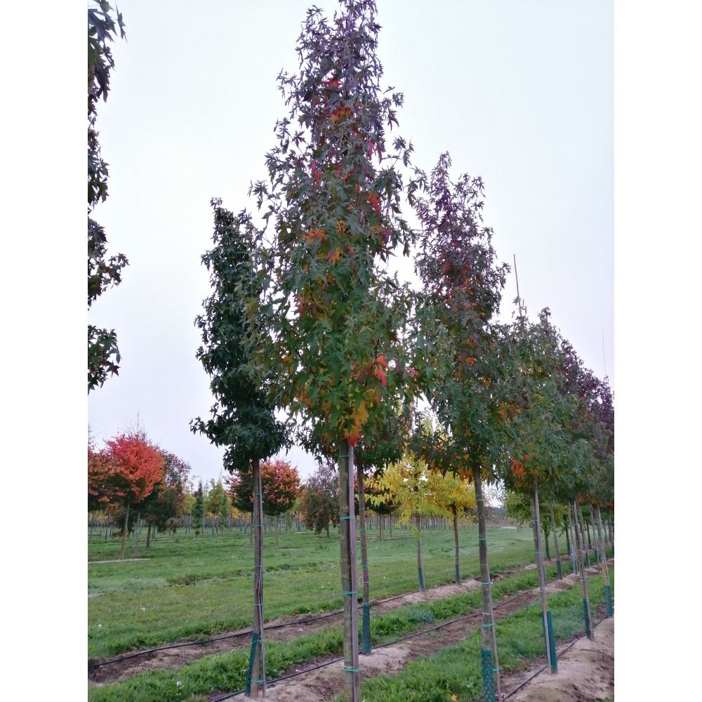 Soliterní stromy - Ambroň západní Worplesdon výška kmene 225cm, zemní bal