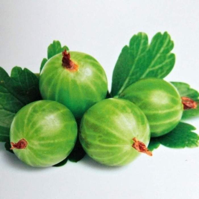 Rostliny - Angrešt 'Hinnonmekei Green' květináč 5 litrů, kmínek 60cm, bílý