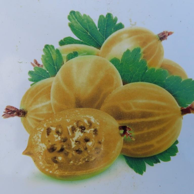 Rostliny - Angrešt Rixanta květináč 3 litry, kmínek 60cm, bílý