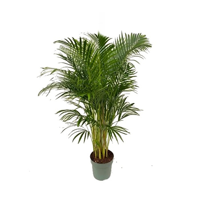 Ekologicky pěstované pokojové rostliny - Areka hydroponický květináč 27cm