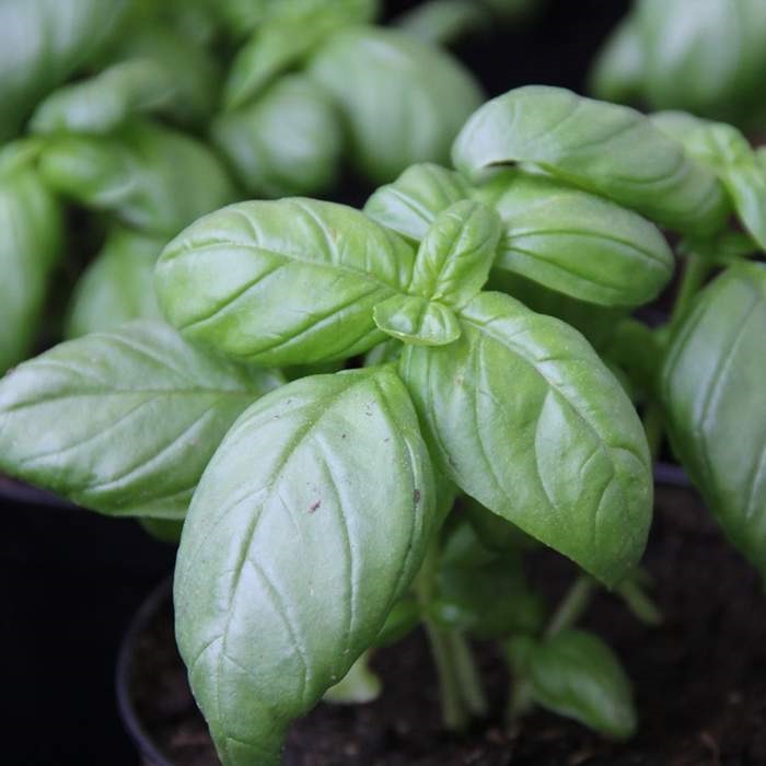 Bylinky - Bazalka pravá 12cm