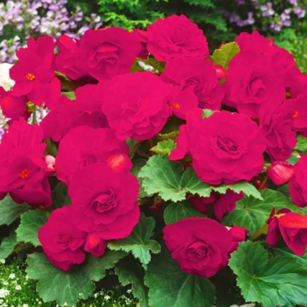 Begonie - Begonie Camelia 2ks