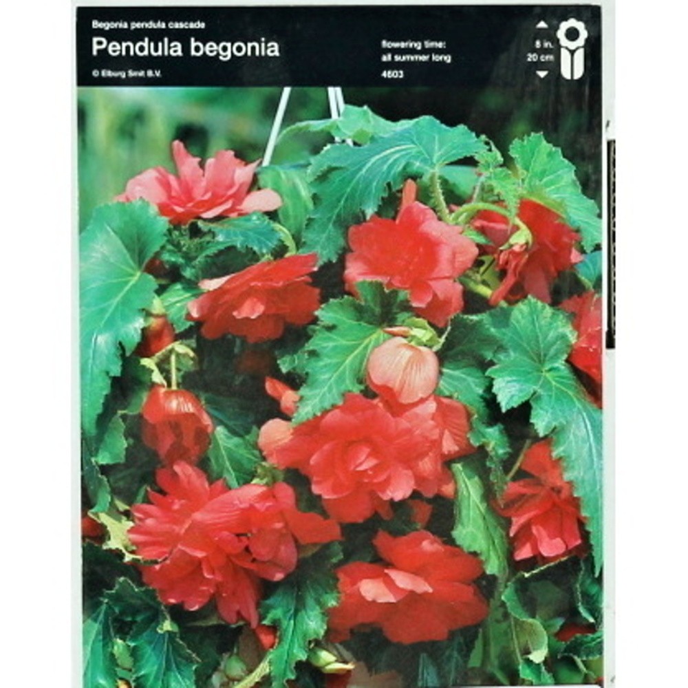 Begonie - Begonie Cascade Pink 2ks