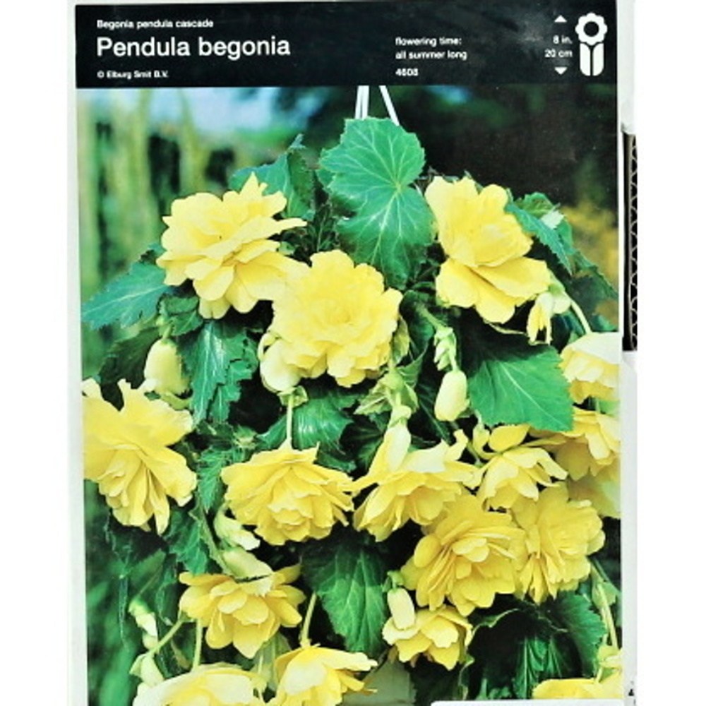 Begonie - Begonie Cascade Yellow 2ks