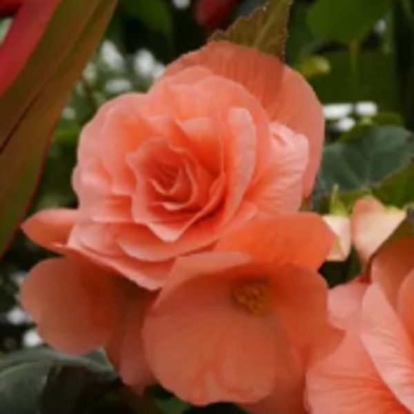 Begonie - Begonie Double Salmon 2ks