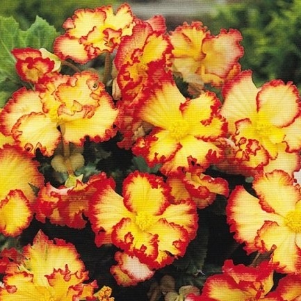 Begonie - Begonie Marginata Yellow Red 2ks