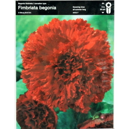 Begonie - Begonie roztřepená Red 2ks