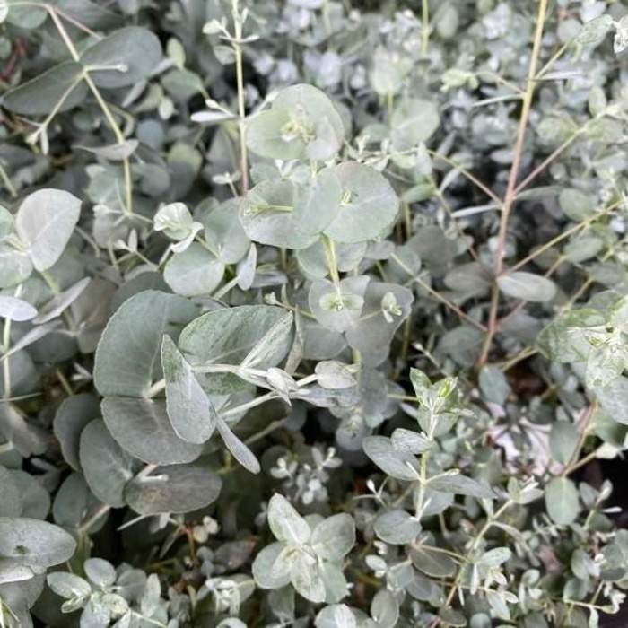 Nádobové květiny - Blahovičník Gunnův mini kmínek, květináč 5 litrů