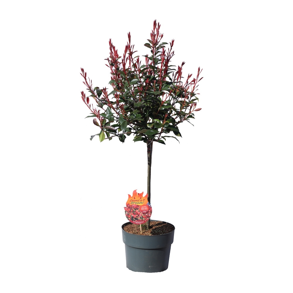 Rostliny - Blýskalka Fraserova Devils Dream kmínek 50cm, květináč 10 litrů