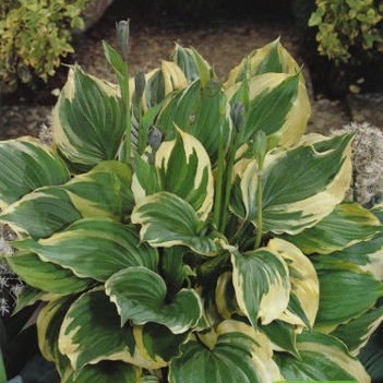 Bohyšky - Bohyška 'Aureomarginata' 1ks