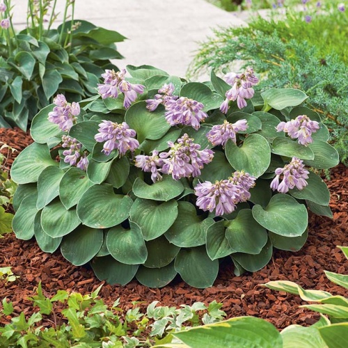 Rostliny - Bohyška 'Blue Mouse Ears' 1ks