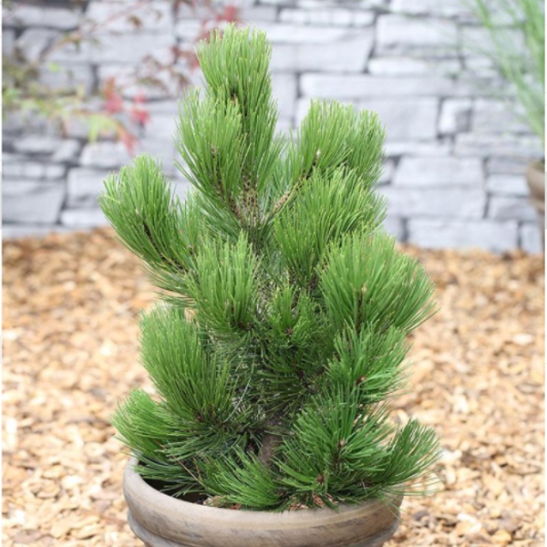 Vzrůstné jehličnany - Borovice bělokorá 'Compact Gem' 80/100cm