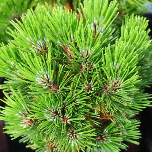 Zakrsle rostoucí jehličnany - Borovice bělokorá 'Schmidtii' výška 20/25cm, 4 litry