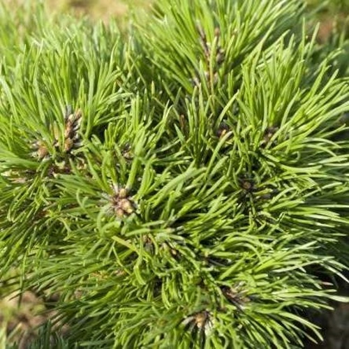 Zakrsle rostoucí jehličnany - Borovice blatka 'Grüne Welle' výška 30/40cm