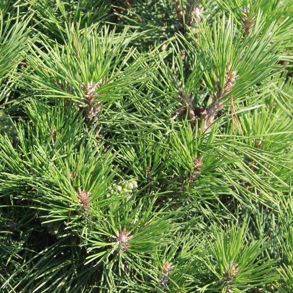 Zakrsle rostoucí jehličnany - Borovice Brepo kmínek 45cm, 4 litry