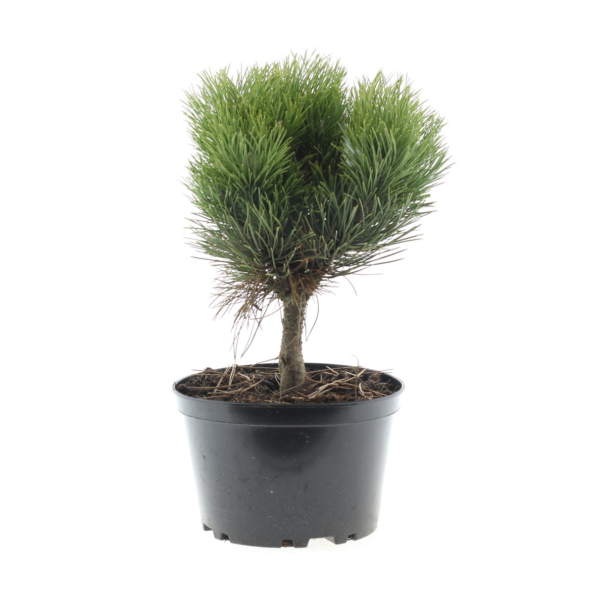 Zakrsle rostoucí jehličnany - Borovice černá Black Prince 5 litrů