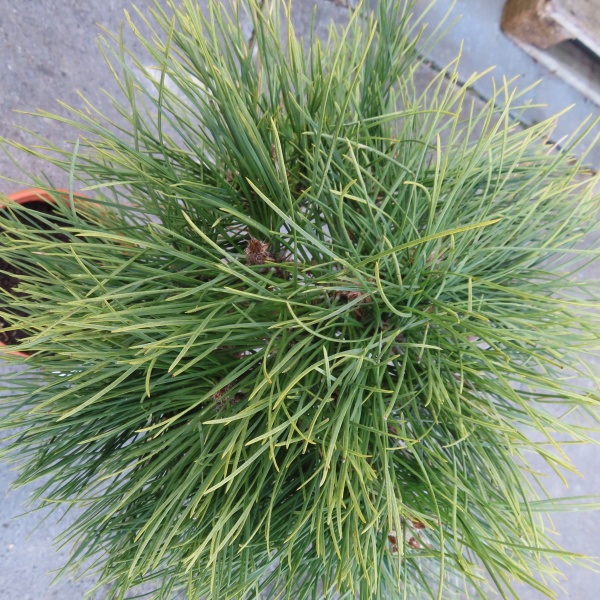 Zakrsle rostoucí jehličnany - Borovice černá 'Brepo' kmínek 50cm