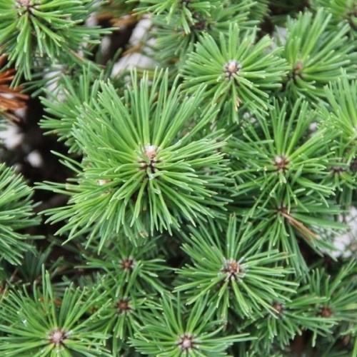 Borovice kleč 'Benjamin' 4,6 litru-0