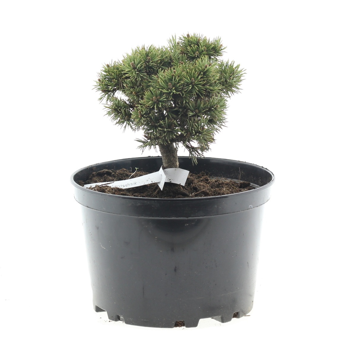 Zakrsle rostoucí jehličnany - Borovice klěč Mops WB Bášť 2 litry