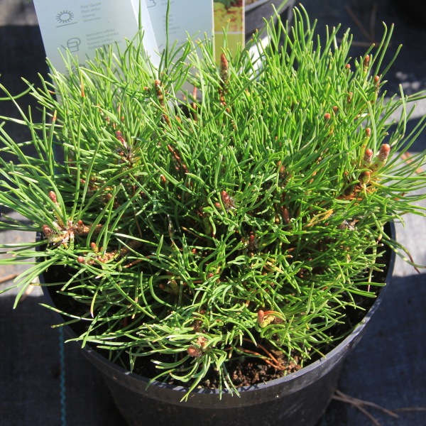 Zakrsle rostoucí jehličnany - Borovice kleč 'Pumilio' 2,5 litru