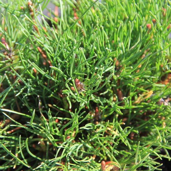 Borovice kleč 'Pumilio' 2,5 litru-0