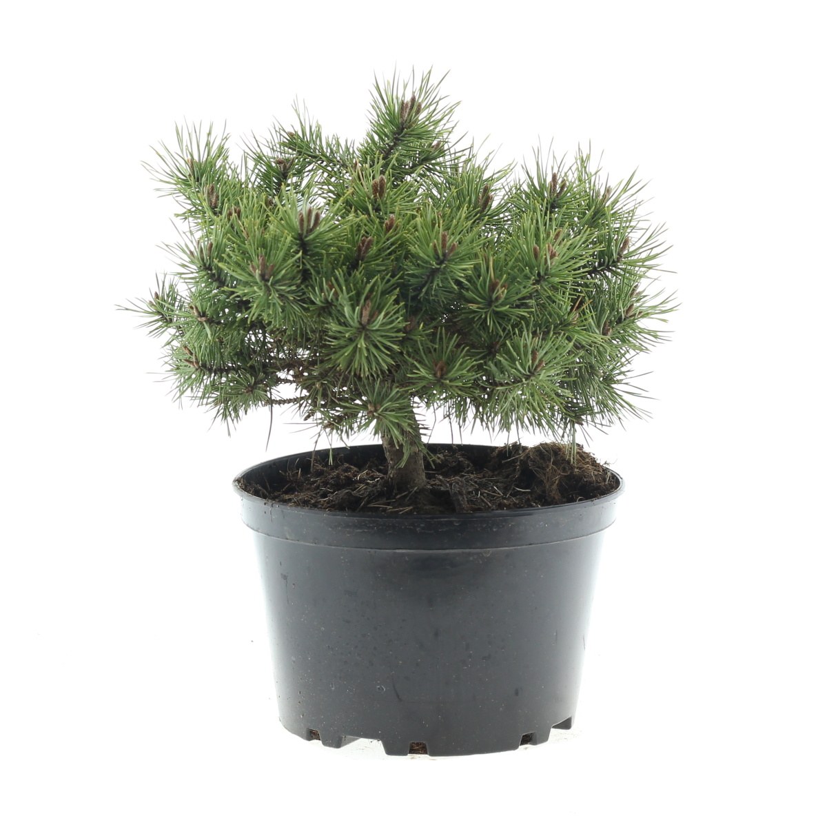 Zakrsle rostoucí jehličnany - Borovice lesní Bedřich 4 litry