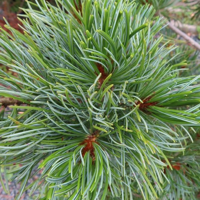 Borovice malokvětá 'Glauca Elegans' květináč 20 litrů, výška 80/100cm, větve od spodu stromek-0