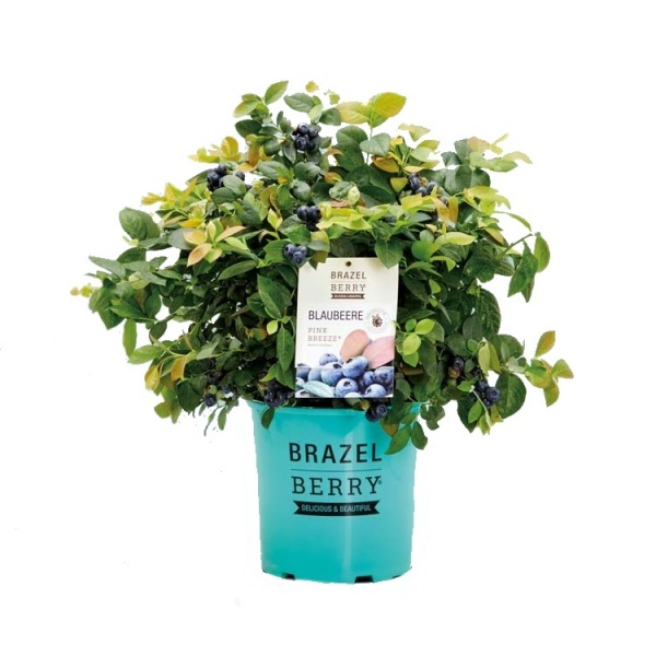 Rostliny - Borůvka BrazelBerry 'Pink Breeze' výška 25/30cm, 4,5 litru