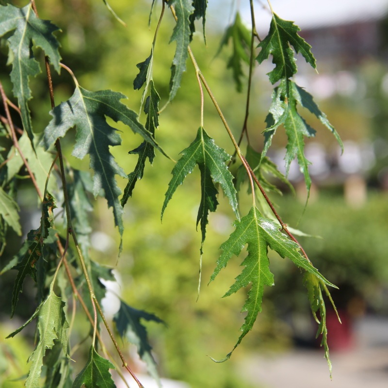 Rostliny - Bříza bělokorá Gracilis květináč 7 litrů, výška 125/150cm, větve od spodu, strom
