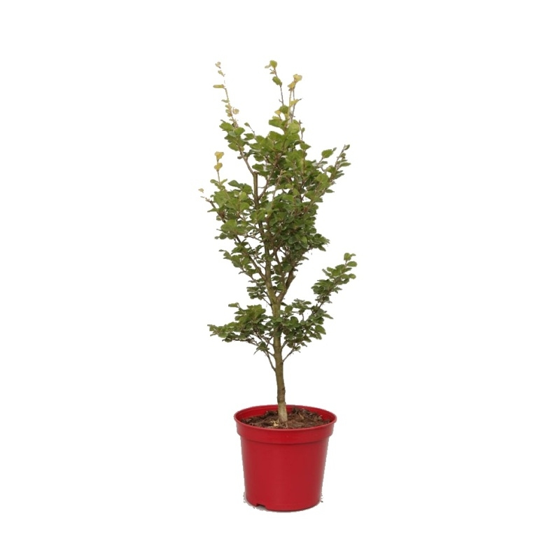 Rostliny - Buk lesní Cockleshell výška 50/60cm, květináč 5 litrů