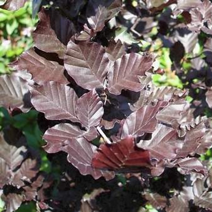Rostliny - Buk lesní 'Dawyck Purple výška 175/200cm
