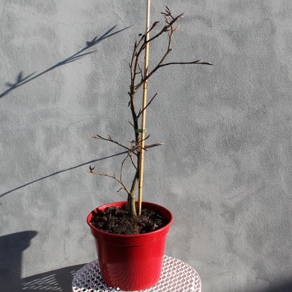 Rostliny - Buk lesní 'Tortuosa Purpurea' květináč 5 litrů, výška 40/60cm, větve od spodu, stromek